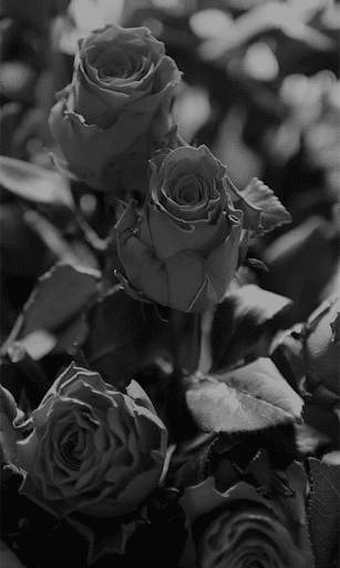 Black Rose HD Wallpaper screenshot 1