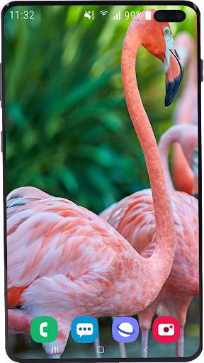 Flamingo Wallpaper HD screenshot 8