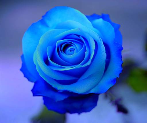 Blue Rose Live Wallpaper screenshot 3