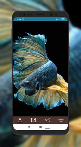 Wallpaper Ikan Cupang screenshot 2