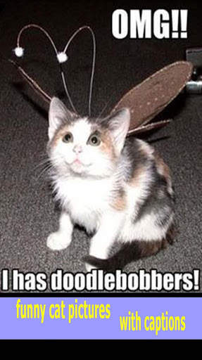 funny cat pictures with captions screenshot 3