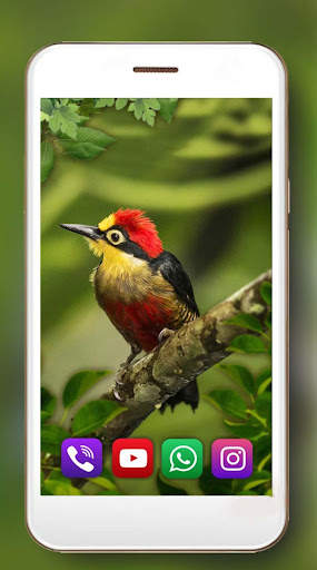 Birds Live Wallpaper screenshot 4