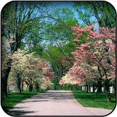 Garden wallpapers 26
