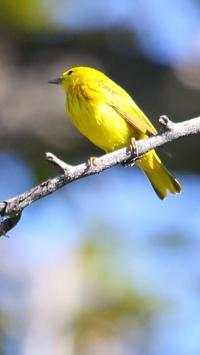 Yellow Bird Wallpapers HD screenshot 8