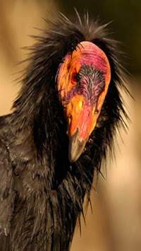 Birds live wallpaper स्क्रीनशॉट 3