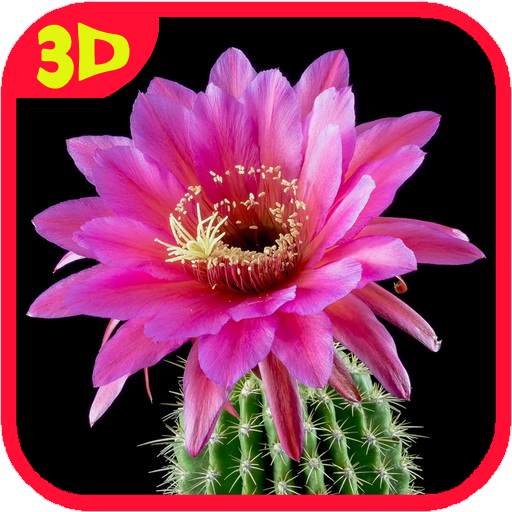 Cactus. Video Wallpaper 1.02