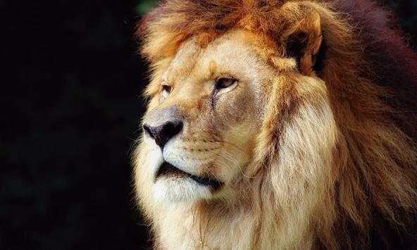 Lion wallpapers screenshot 1