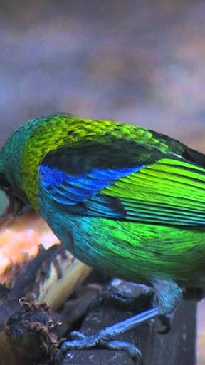 Green headed tanager Bird wallpapers hd screenshot 2