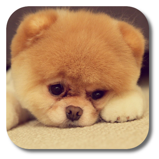Q Puppy Live Wallpaper أيقونة