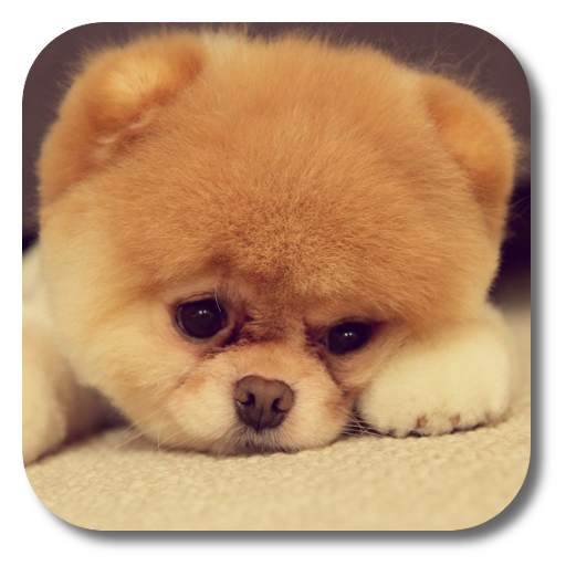 Q Puppy Live Wallpaper 1.3.0