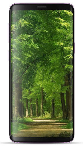 Forest Wallpaper HD screenshot 6