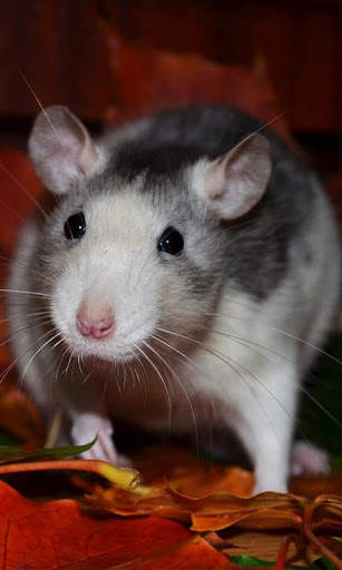 Rat Wallpaper screenshot 4