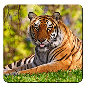 Tiger Live Wallpaper icon