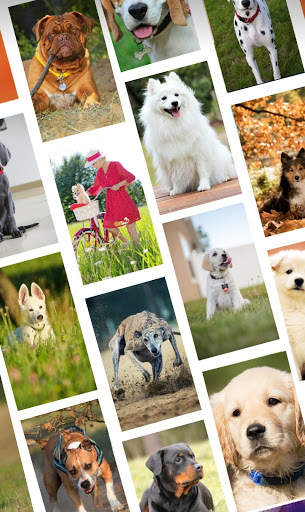 Dog status and wallpaper HD screenshot 2