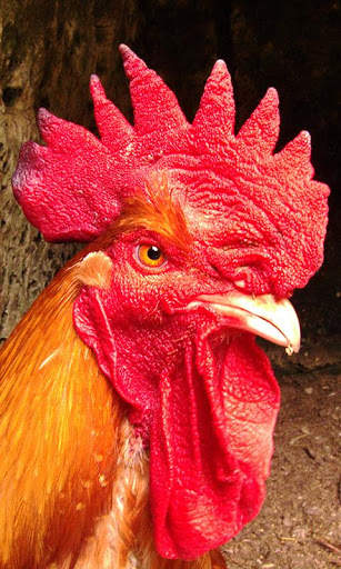 Cock Wallpaper screenshot 7