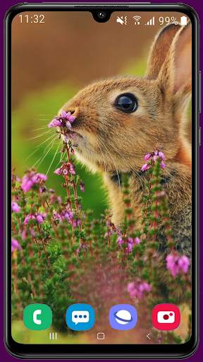 Rabbit HD Wallpaper screenshot 4