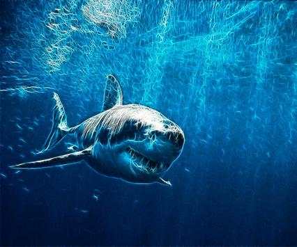 Shark Live Wallpaper screenshot 4
