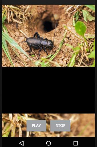 Cricket Sounds screenshot 2