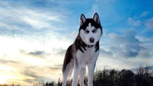 Siberian Husky Wallpapers : backgrounds hd screenshot 20
