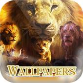 lion 2019 HD Wallpaper 1.0