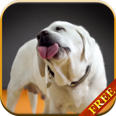 Labrador Licks Screen LWP icon
