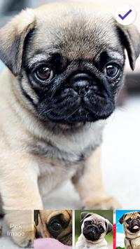 Pug Dog App Lock screenshot 3