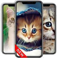 Cute Cat Background - Wallpaper