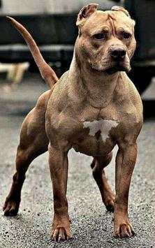 Pitbull Wallpaper 8 تصوير الشاشة