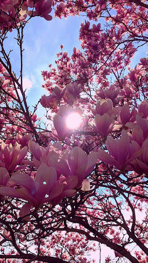 Beautiful Spring Wallpaper screenshot 6