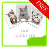 Cat Photos Album (free)