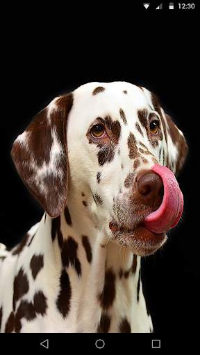 Cute Dogs Live Wallpaper screenshot 4
