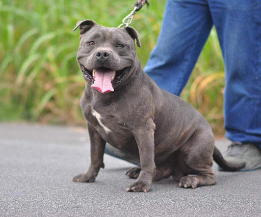 American Staffordshire Terrier screenshot 4