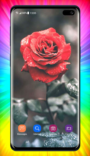Rose Wallpaper 6 تصوير الشاشة