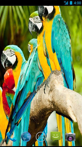 Parrot Wallpapers screenshot 2
