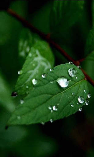 Nature Free HD Live Wallpaper screenshot 3