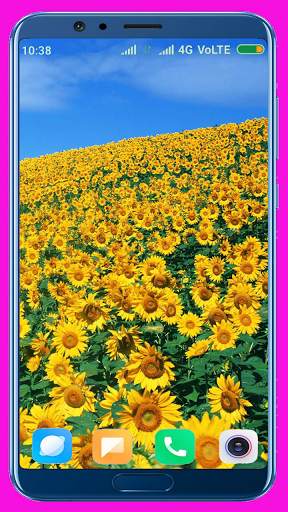 Sunflower HD Wallpaper screenshot 13