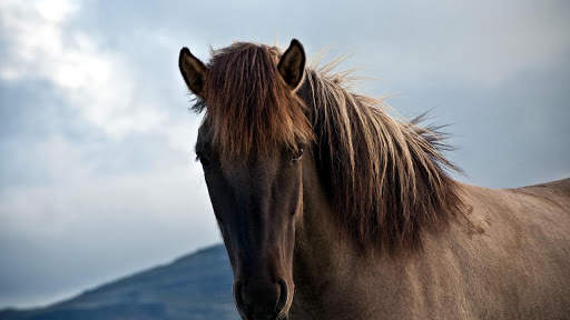 Horses Live Wallpaper (wallpapers & backgrounds) screenshot 12