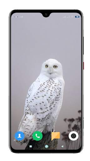 Owl Wallpaper HD screenshot 14
