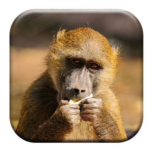 Baboon Sounds 1.4