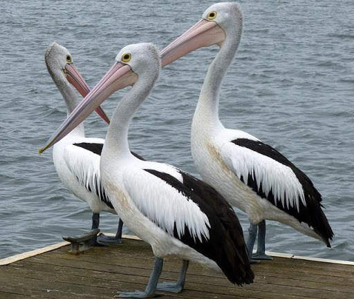 Animals and Birds स्क्रीनशॉट 10