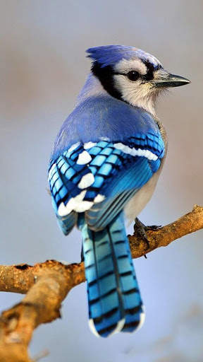 Blue Jay Bird Wallpapers HD screenshot 3