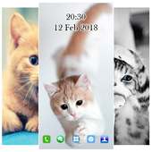 Cute Cat Wallpaper HD