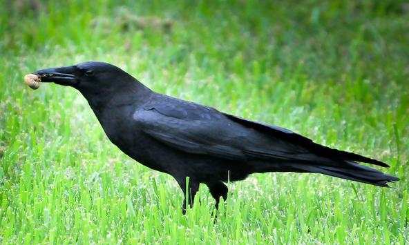 American Crow Bird Sound screenshot 2