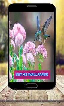 Pair Of Birds Wallpapers – Birds Couple Wallpapers स्क्रीनशॉट 1
