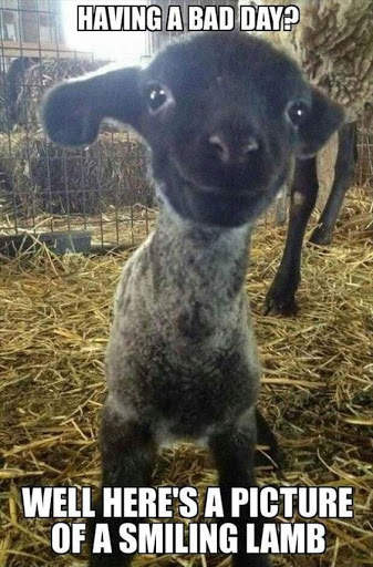 Best Funny Animal Pics screenshot 4