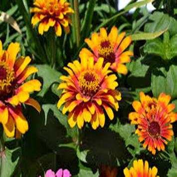 Fotos de Flores screenshot 2
