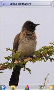 Bulbul Wallpapers screenshot 8