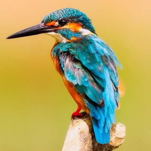 Thai Bird sounds 1.0