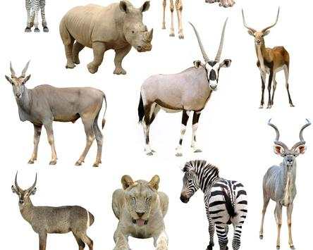Animals of the World Jigsaw Puzzles Game screenshot 5