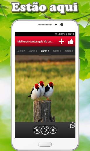 Song of galo de campina screenshot 4